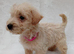 Westiepoo puppies