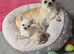 KC registered chihuahua puppies