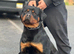 Pure German Rottweiler Male For Sale