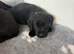 Black Labradors boys and girls