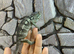 Blue Bar Panther Chameleon Female at Birmingham Reptiles