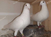 PURE WHITE LOGAN RACING PIGEONS HOLLAND IMPORT