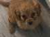Cavapoo pups