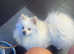 Beautiful white pomeranian