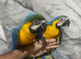 Stunning Baby HandReared Super Tame Cuddly Blue & Gold Macaw