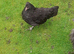 2 bantam chickens