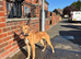Whippet X Bull Greyhound