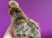 6 unsexed polish chicks