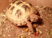 Horsefeild Tortoise