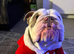 3 year old male English bulldog