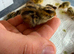 Day old jumbo coturnix quail chicks for sale in Weston super mare
