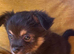 Teacup chihuahua
