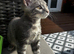 Beautiful grey Maine coon cross boy