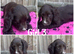 Beautiful cocker spaniel puppies