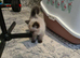 Ragdoll kittens ready to go