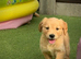 Kc golden retriever puppies