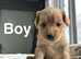 Lovely cockapoo puppies will be ready very soon