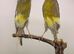 Persian Cana pair