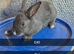 Friendly Baby Rabbits