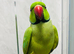 Baby green ring neck talking Parrot