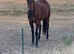 15.1hh Lovely gentle blank canvas dark bay gelding Unbroken 4y/o