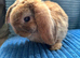 Pure breed Mini plush lops