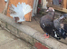 Beautiful  Fantail pigeons