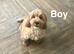 Beautiful apricot cockapoo girls and boys available