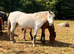 2 beautiful Appaloosa