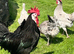 12 Spanish Hatching eggs