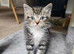 2 female kittens