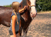 Beautiful registered shire filly