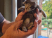 Maine coon pedigree kittens
