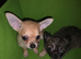 Quality KC Registered puppies