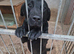 Trained labrador