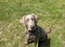 Sliver Labrador