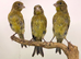 x5 Reza canary’s this year