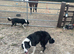 Border Collie needing a good home