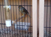 Two red agate hen canary