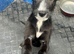 Rough coated lurcher