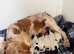 Show cocker puppies