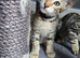 F8 Savannah kittens- TICA Registered