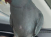 Team Indian ringneck blue