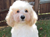 Handsome labradoodle fully dNA health tested