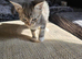 Beautiful Bengal Cross Kittens – Tabby, Calico & Ginger – Ready Soon