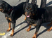 10 weeks old alpha Rottweiler Puppy