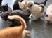 Beautiful ragdoll cross kittens