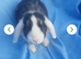 Baby rabbits