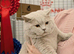 British short hair kittens (1 left)