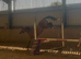 3yo aes gelding